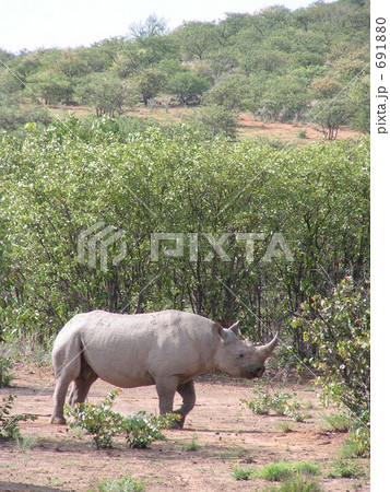 ナミビアのクロサイ 691880