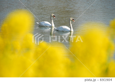 白鳥と菜の花 691904
