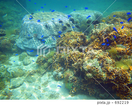 岩のある海中 692219