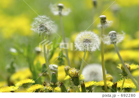たんぽぽの花と綿毛 692280