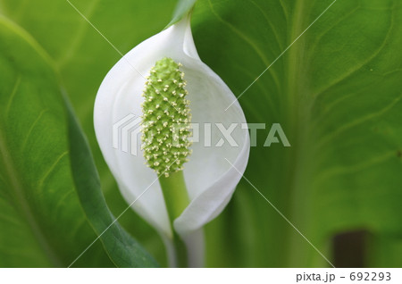 水芭蕉 水芭蕉 692293