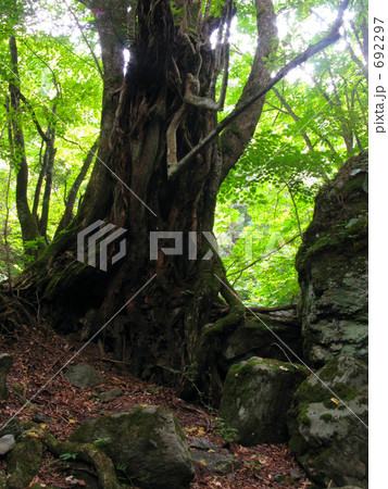 怪樹トチノキ 692297