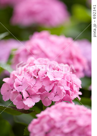 アジサイの花 692341