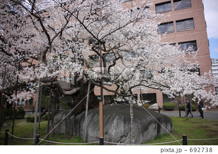 盛岡　石割桜 692738