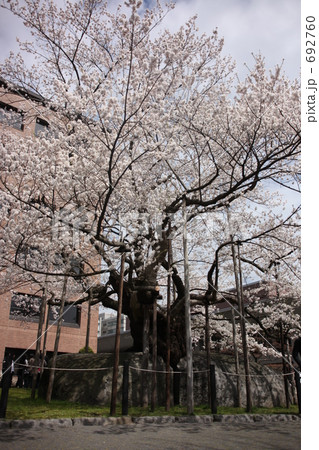 盛岡市　石割桜 692760