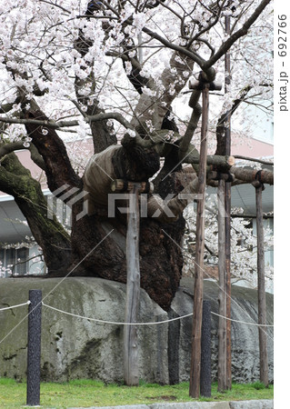 盛岡市　石割桜 692766