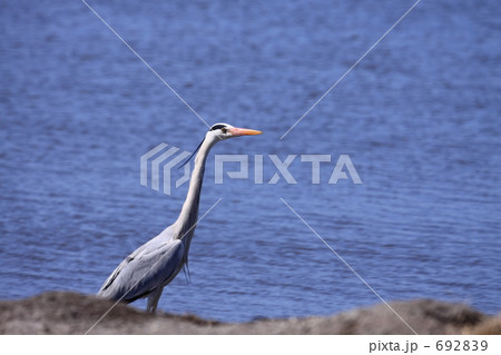 アオサギ 692839