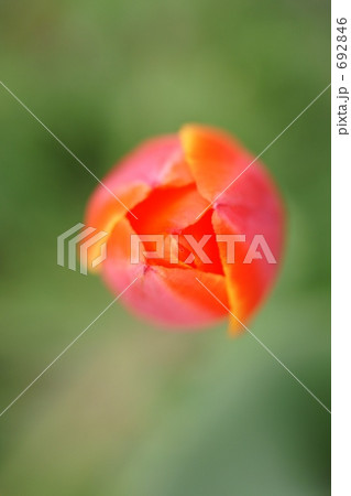 チューリップ 692846