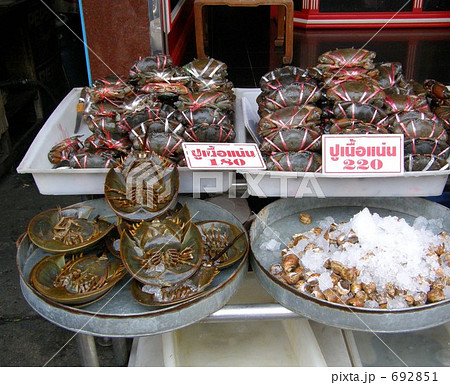 食用カブトガニ Horseshoe Crabの写真素材