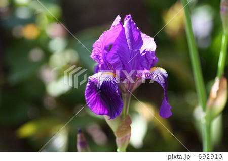 あやめ２ 692910