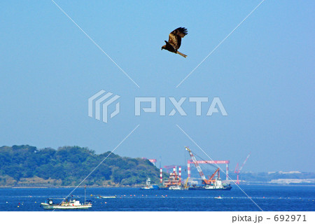 トビの舞う港 692971