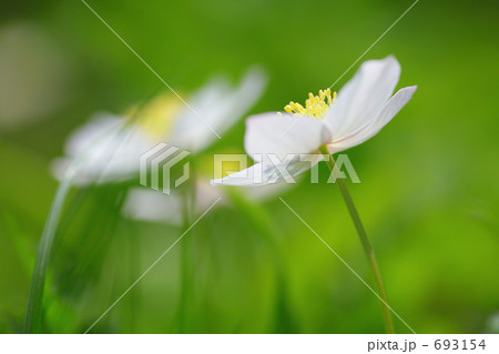 ニリンソウの幻 693154