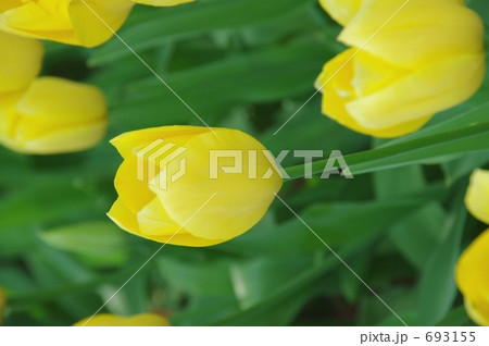 黄色いチューリップ 693155