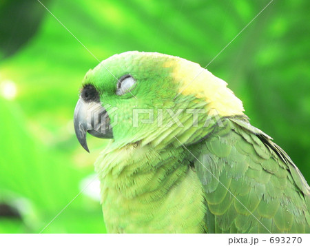 眠る緑色のオウムの横顔 693270