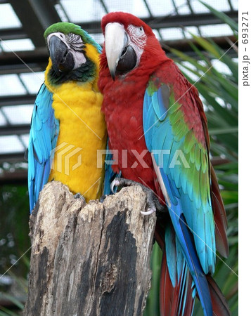 カップルのオウム 693271