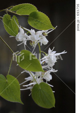 イカリソウの花 693756