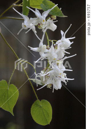 トキワイカリソウ 693757