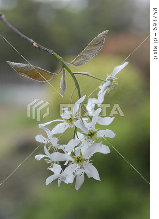 ジューンベリーの花 693758