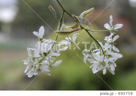 ジューンベリーの花 ジューンベリーの花 693759