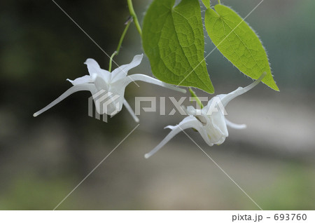 トキワイカリソウ 693760