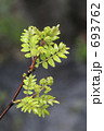 サンショウの若葉 693762