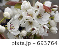 梨の花 693764