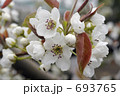 梨の花 693765