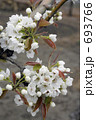梨の花 693766
