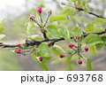 リンゴの花 693768