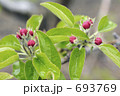 リンゴの花 693769