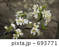 プルーンの花 693771