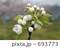 梨の花 693773