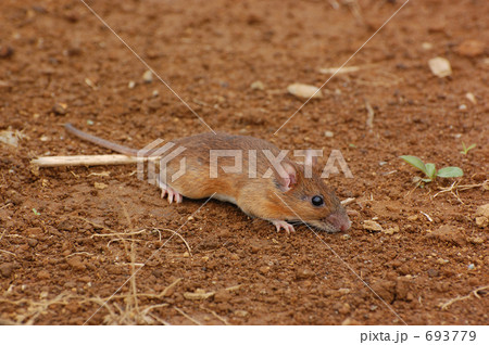 アカネズミ_１８０７ 693779