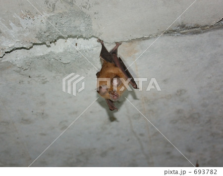 キクガシラコウモリ_0518 693782