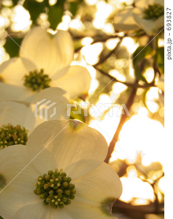 夕刻のハナミズキ 693827