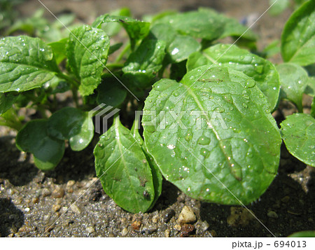 小松菜の若葉 694013
