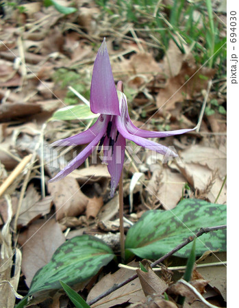カタクリの花 カタクリの花 694030
