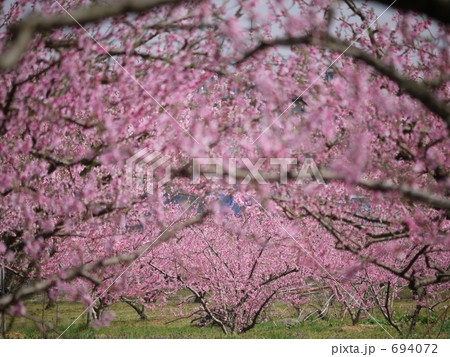 桃花のトンネル 桃花のトンネル 694072