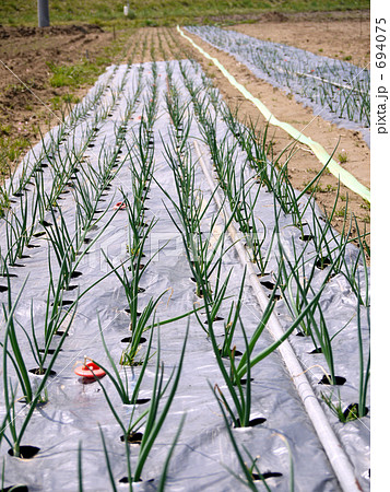 ねぎ畑 ねぎ畑 694075