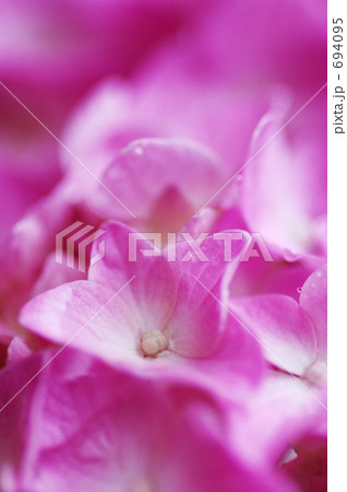 アジサイの雫 694095