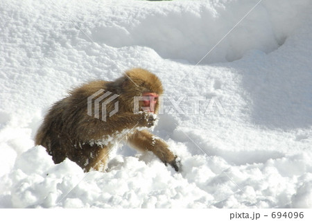 スノーモンキー 694096