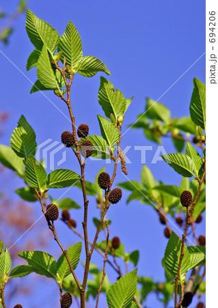 ヤシャブシ5 694206