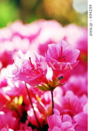 躑躅　ピンク 694294