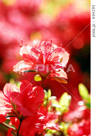 霧島躑躅 霧島躑躅 694295