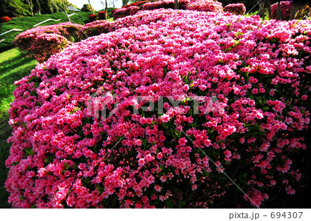 ツツジ　ピンク 694307