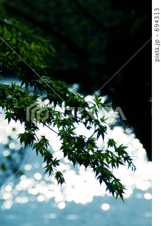 青葉ときらめき 青葉ときらめき 694313