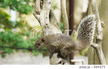鶴岡八幡宮の台湾リス 694475