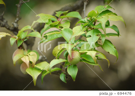 ちいさな梅の実 694476