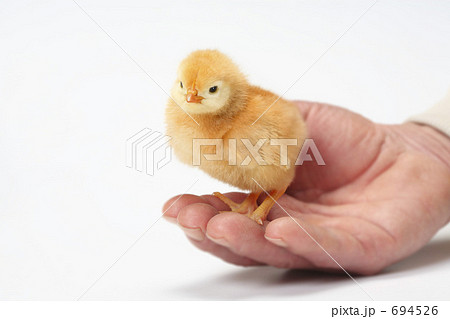 ひよこ 694526
