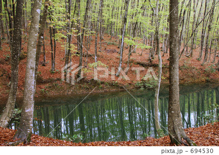 ブナ林の芽吹き 694530